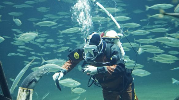 Nordsøen Oceanarium