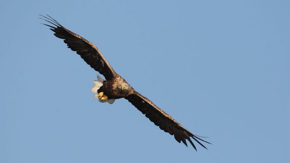 The golden eagle in Lille Vildmose