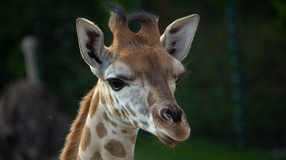 Aalborg Zoo