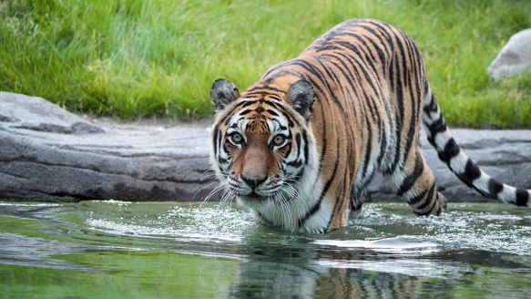 Tiger i Aalborg Zoo i nyt rovdyrsanlæg