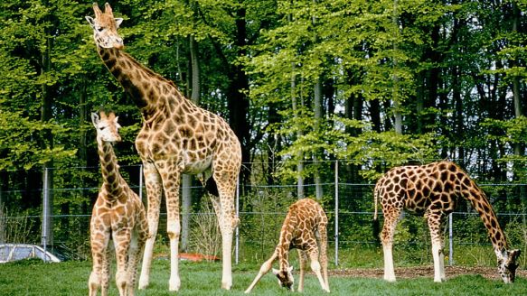 The savannah in Aalborg Zoo
