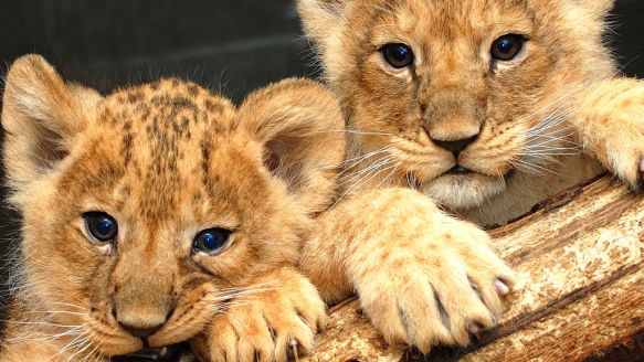 Lion cubs in Aalborg Zoo