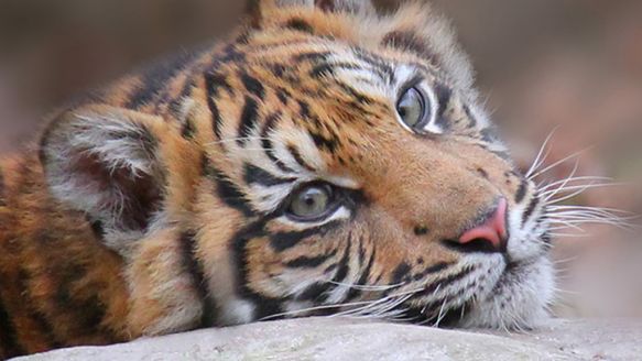 Aalborg Zoo