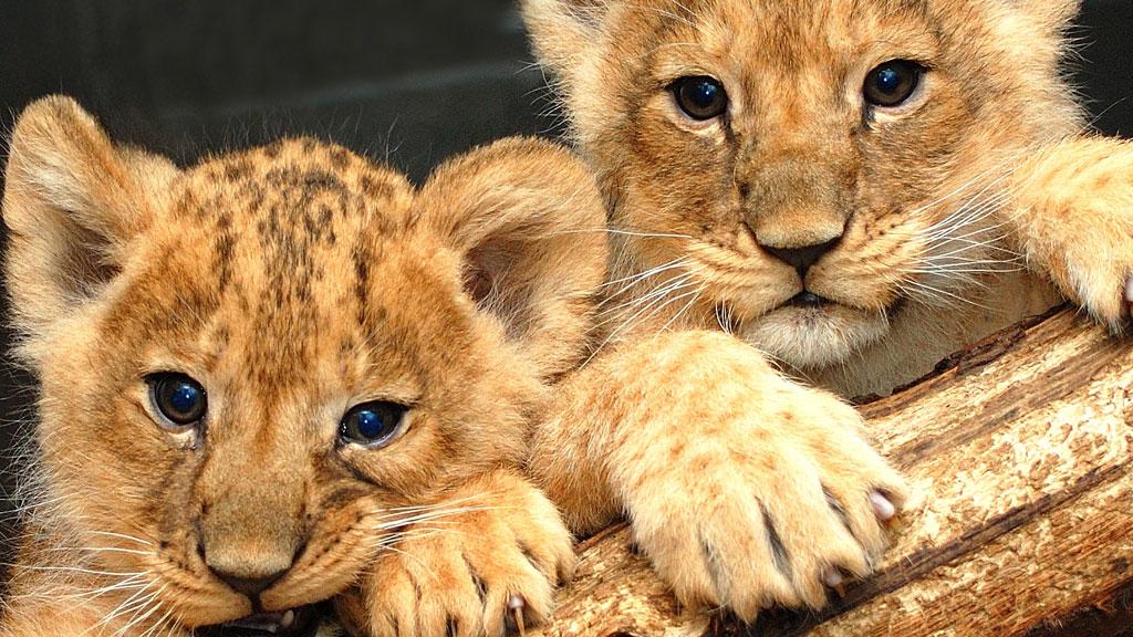 Lion cubs in Aalborg Zoo