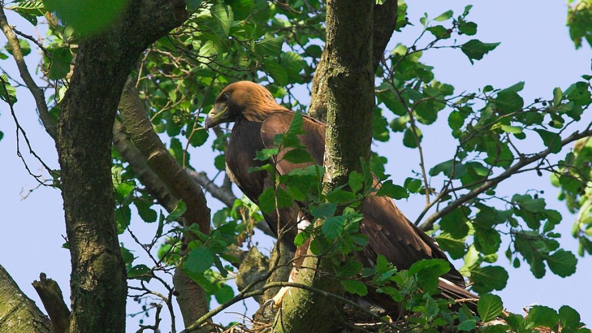 Golden eagle 