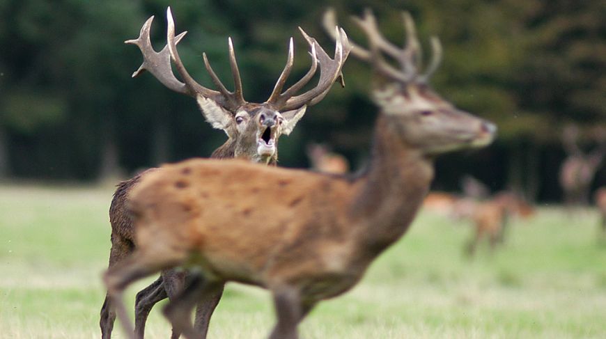 See the beautiful Red Deer