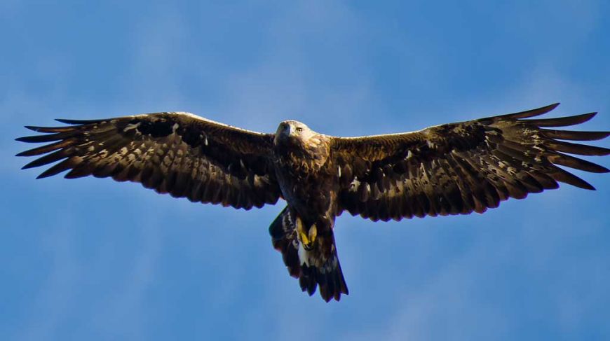 The Golden Eagle in Lille Vildmose