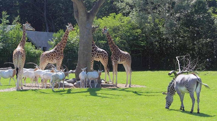 Savannen i Aalborg Zoo
