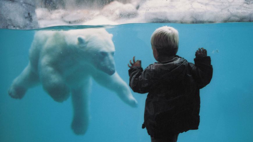 Boy in Aalborg Zoo