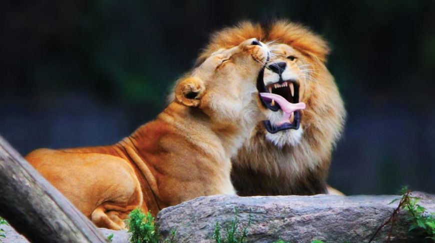 Aalborg Zoo