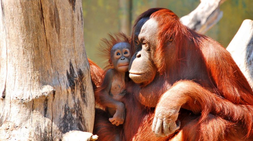Orangutans in Aalborg Zoo